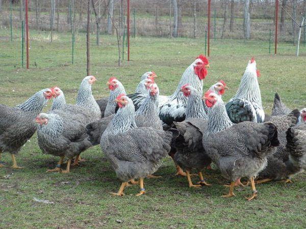 poulets sur le terrain