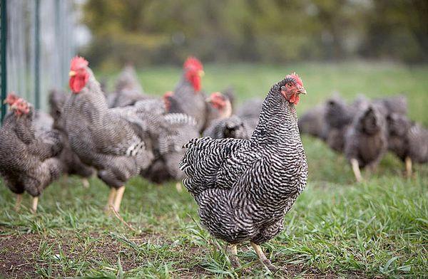 raising chickens