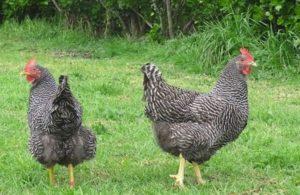 Descripción y características de la productividad de las gallinas Plymouthrock, las sutilezas del contenido.