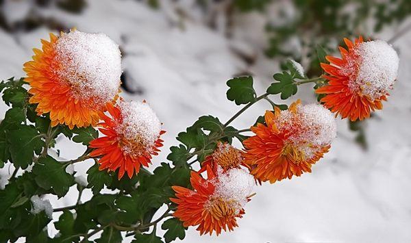 crisantemos en invierno