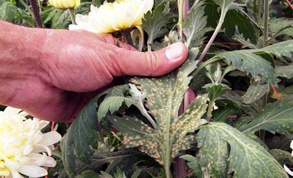 Fusarium flower