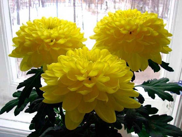 dilaw na chrysanthemums