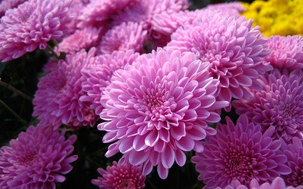 lilac chrysanthemums