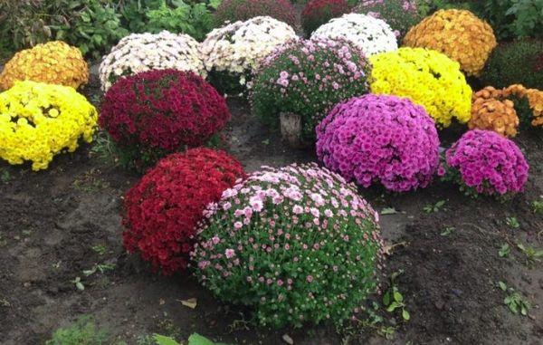 chrysanthemums in the garden