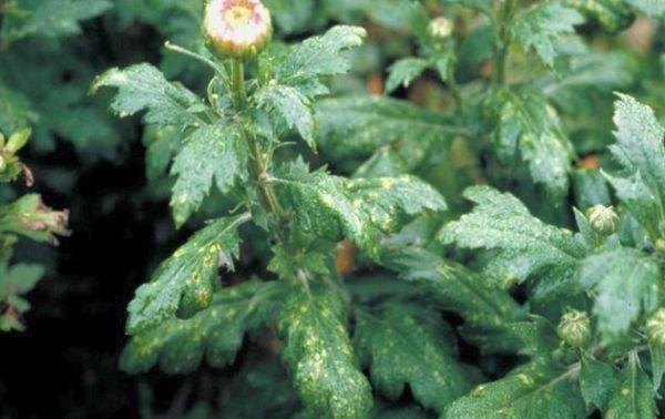 chrysanthemum diseases