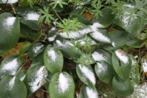 Comment préparer votre hosta pour l'hiver à l'automne, les soins appropriés et le temps de taille