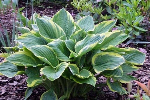 planta en el campo