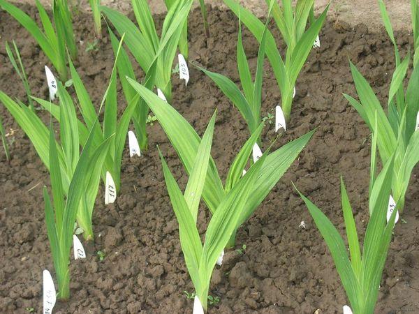 sprouts of gladioli