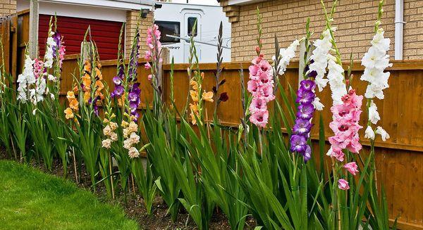 rastu gladioli