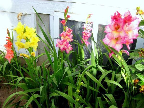  gladioli v zemi