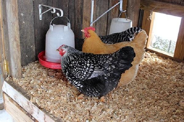 drinker in the chicken coop