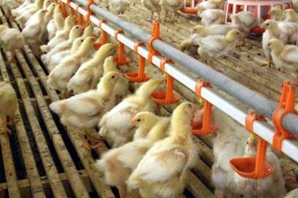 Abreuvoirs automatiques pour poulets