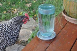 Tipos e instalación de bebederos para pollos, cómo hacerlo usted mismo.