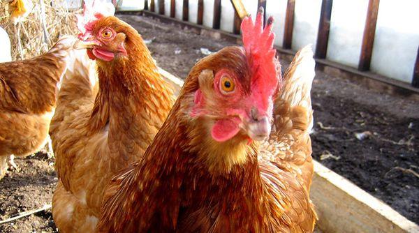 las gallinas ponedoras