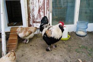 Caractéristiques et description des poules Faverolle, règles d'élevage