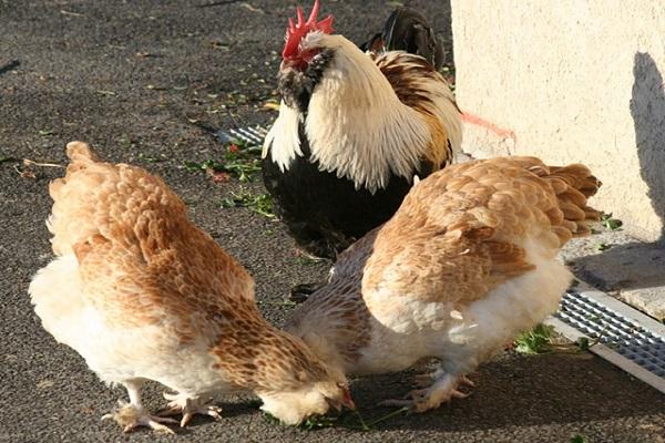 mangeoire pour les oiseaux