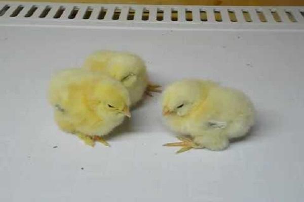 petits poulets