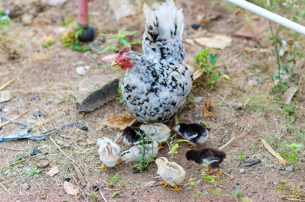 poulets bentamki