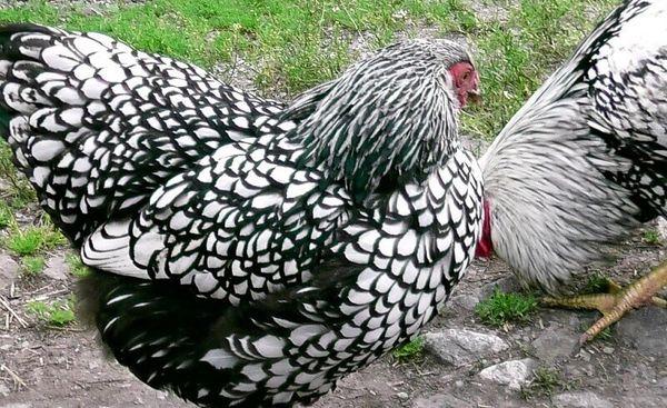 chickens wyandot