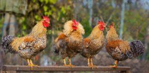 Descriptions des 45 meilleures races de poulets pour l'élevage à domicile, qui sont et comment choisir