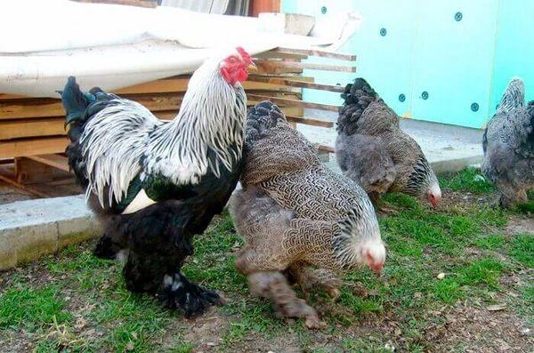 poulets brahma