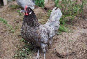 Description and egg production of the best breeds of laying hens for the house, how to choose for a farm