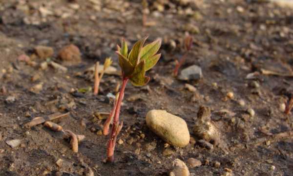 peony sprouts