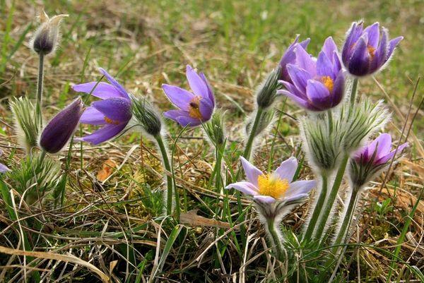 heilende Blume