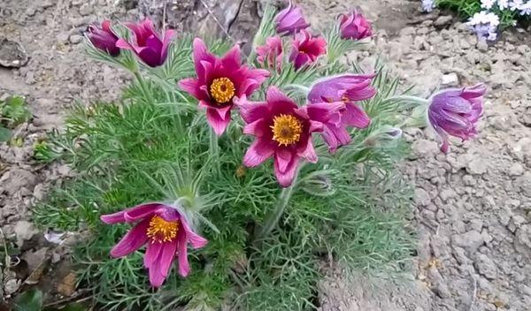 Fleurs dans le jardin