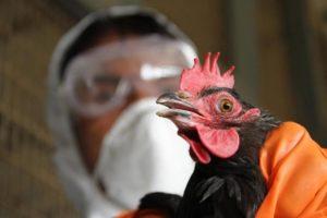 Síntomas y tratamiento de la gripe aviar en pollos, signos y manifestaciones.