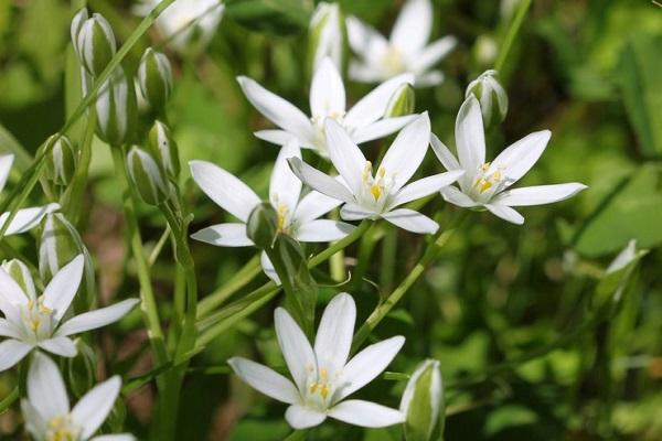 ferme avicole blanc