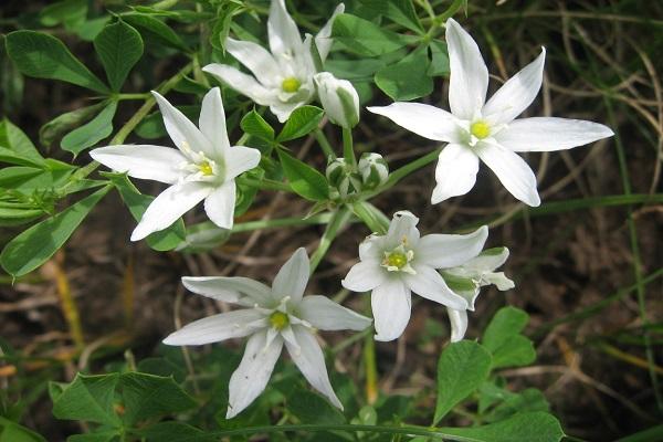 flor de gusson