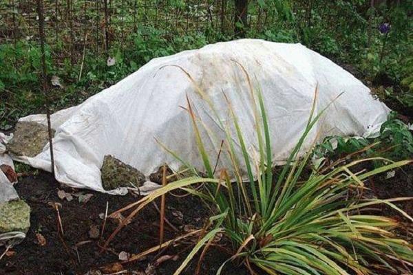 refugio para una flor