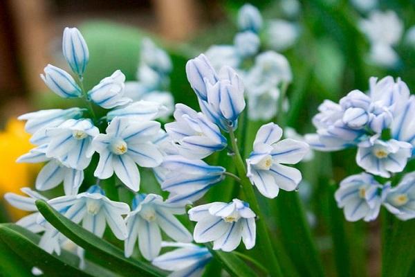 Pushkinia blooms