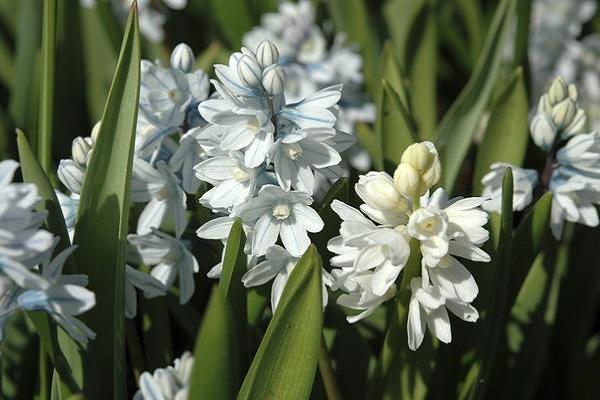 snow-white bloom