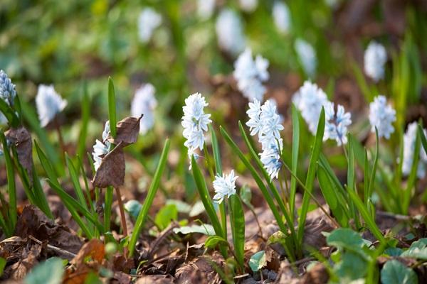 planted flowers