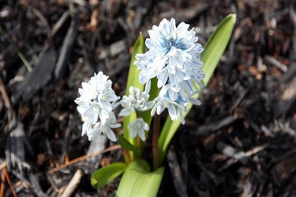 enfermedad en las flores