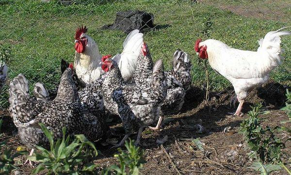 poulets dans la nature