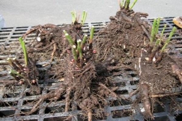 preparation of cuttings