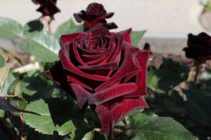 Característiques i descripció de la rosa, plantació i cura de l’híbrid de Baccarat negre