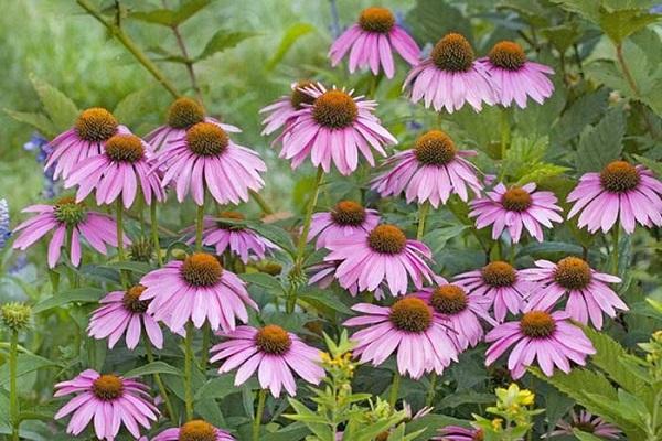 echinacea v zahradě