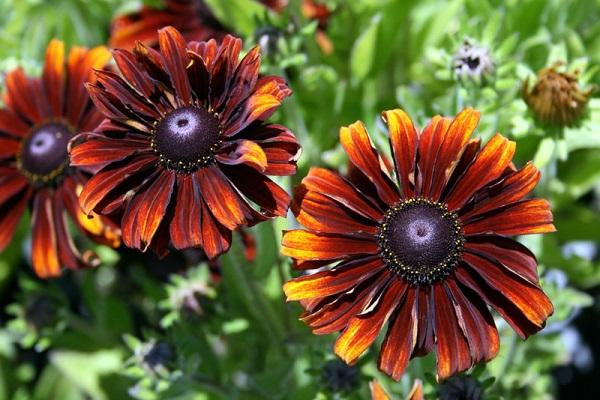 rudbeckia karvainen