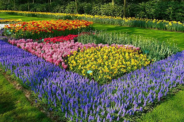 transplantation sur parterres de fleurs