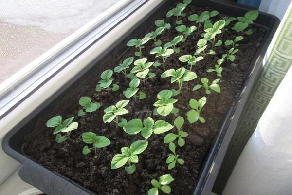 seedlings on the windowsill