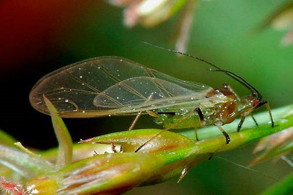 Pucerons sur une plante