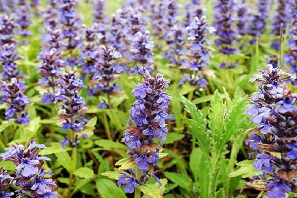 blue flowers