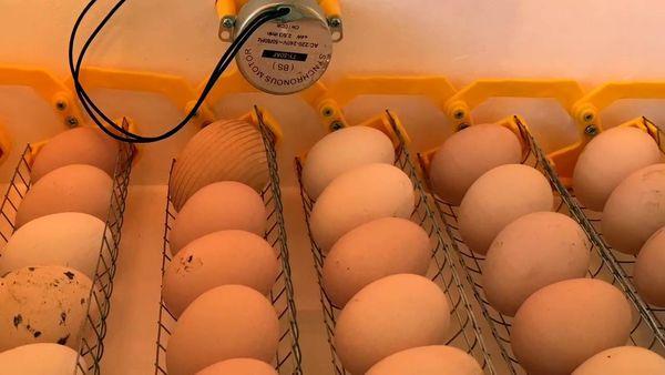 oeufs dans l'incubateur