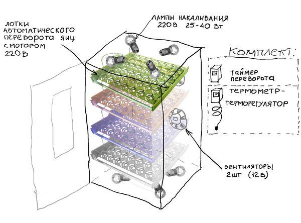 inkubační diagram