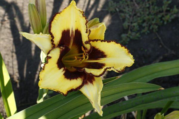 irises daylilies