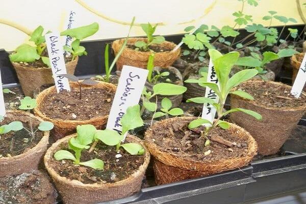 seedlings in a pot